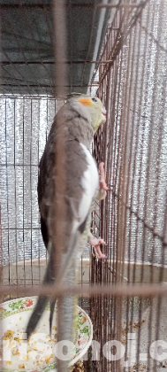 Cockatiel Parrot Grey Baby Half tame